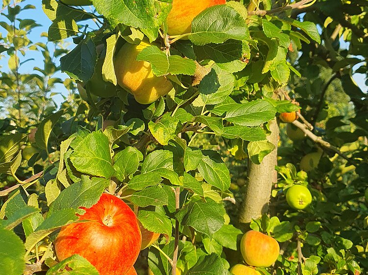 Äste eines Apfelbaums mit reifen roten und grünen Äpfeln und grünen Blättern im Sonnenlicht.