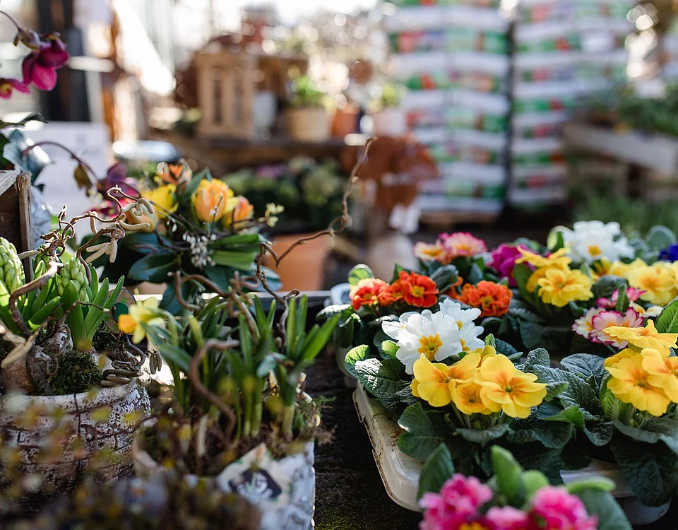 Bunte Frühjahrsblumen in Töpfen auf einem Tisch in einem Gartenmarkt mit weiteren Pflanzen und Düngemitteln im Hintergrund.