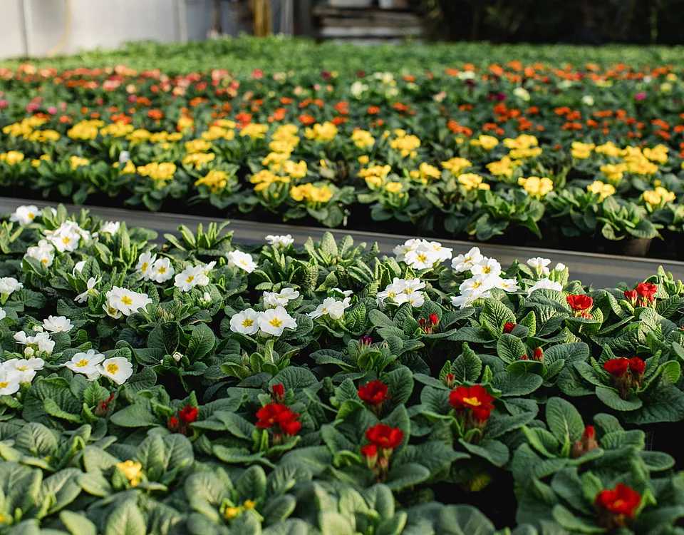 Reihen von Blühpflanzen in Gelb, Weiß und Rot in einem Gewächshaus oder einer Gärtnerei.