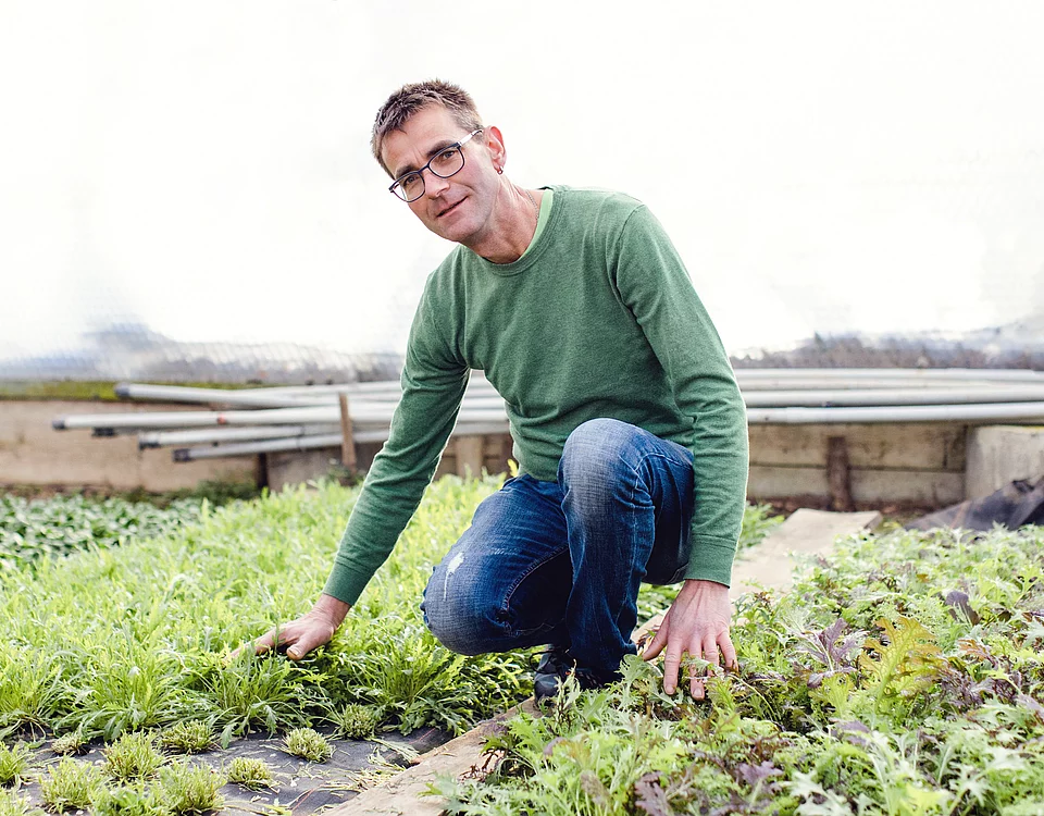 Mann in grünem Pullover kniet in einem Gewächshaus und berührt Pflanzen im Beet.