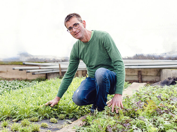 Mann in grünem Pullover kniet in einem Gewächshaus und berührt Pflanzen im Beet.