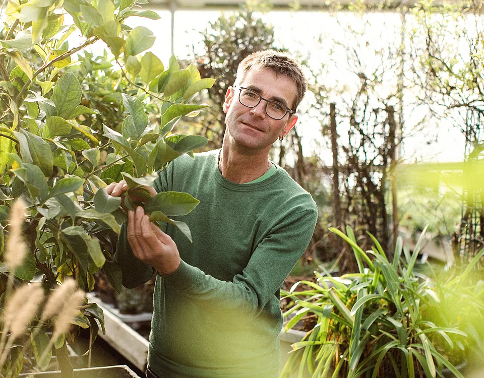 Mann mit grüñem Pullover und Brille prüft Blätter einer Pflanze in einem Gewächshaus voller verschiedener grüner Pflanzen.