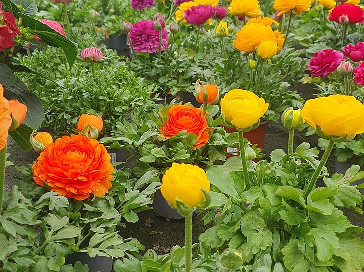 Bunte Blumen in einem Gewächshaus, hauptsächlich gelbe, orange und pinke Blüten mit grünen Blättern.