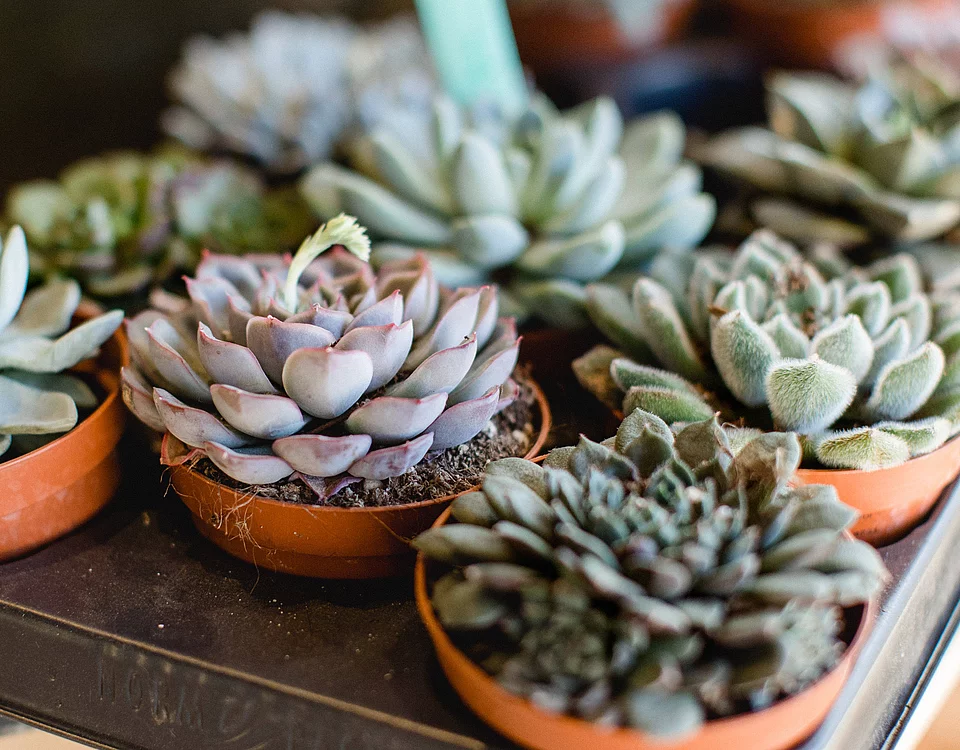 Mehrere verschiedene Sukkulenten in kleinen braunen Tontöpfen, angeordnet auf einem dunklen Regal.